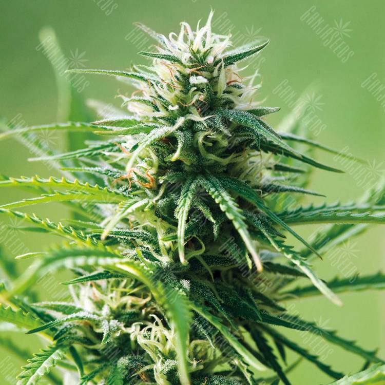 хорошие семена конопли Alatau feminised Bang Seeds хорошие семена конопли Alatau feminised Bang Seeds