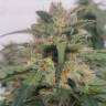 семена конопли индика Sensi Skunk x Lowryder (Senlow) regular Ganja Seeds