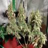 семена конопли индика Auto Sweet Tooth feminised Barneys Farm
