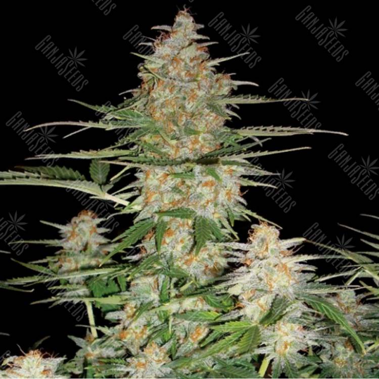 семена конопли феминизированные Auto 60 Day Wonder feminised DNA Genetics семена конопли феминизированные Auto 60 Day Wonder feminised DNA Genetics