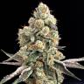 урожайные семена конопли HiFi 4G feminised Dutch Passion Seeds