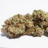 семена конопли в оригинальных упаковках HiFi 4G feminised Dutch Passion Seeds