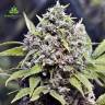 заказать качественные семена конопли Pure AK feminised Female Seeds