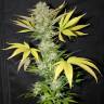 заказать на сайте семена конопли Pure AK feminised Female Seeds