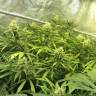 семена конопли Спб Diesel Glue feminised Kannabia Seeds