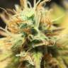 заказать качественные семена конопли Wonder Woman feminised Nirvana Seeds