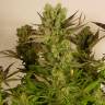семена конопли в оригинальных упаковках Motavation regular Serious Seeds