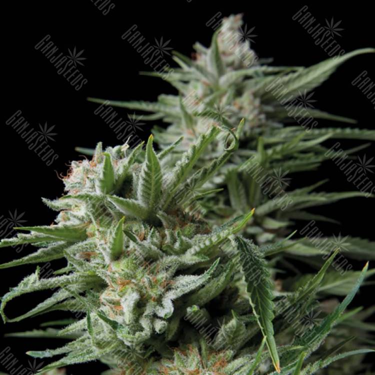 заказ семян конопли Москва Dulce Locura CBD (Sweet Madness CBD) feminised Trikoma Seeds заказ семян конопли Москва Dulce Locura CBD (Sweet Madness CBD) feminised Trikoma Seeds
