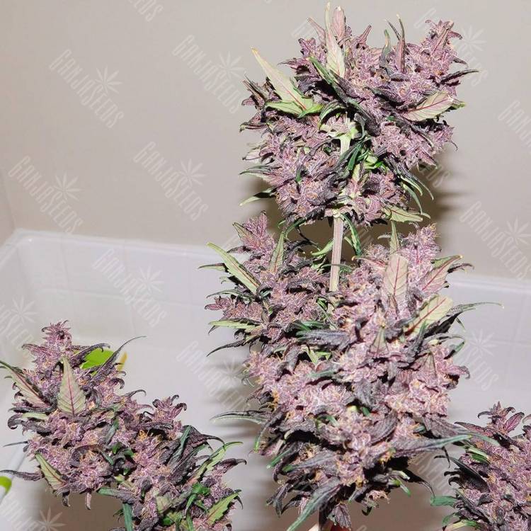 Семена конопли Auto Bloody Skunk feminised GanjaLiveSeeds