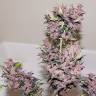 Семена конопли Auto Bloody Skunk feminised GanjaLiveSeeds
