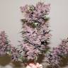 Семена каннабиса Auto Bloody Skunk feminised GanjaLiveSeeds