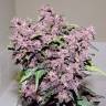 Семена марихуаны Auto Bloody Skunk feminised GanjaLiveSeeds