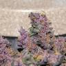 Недорогие семена конопли Auto Bloody Skunk feminised GanjaLiveSeeds