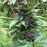 Феминизированные сорта конопли Auto Bloody Skunk feminised GanjaLiveSeeds