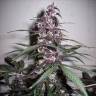 Семена каннабиса Auto Bloody Skunk feminised GanjaLiveSeeds
