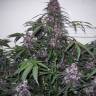 Семена марихуаны Auto Bloody Skunk feminised GanjaLiveSeeds
