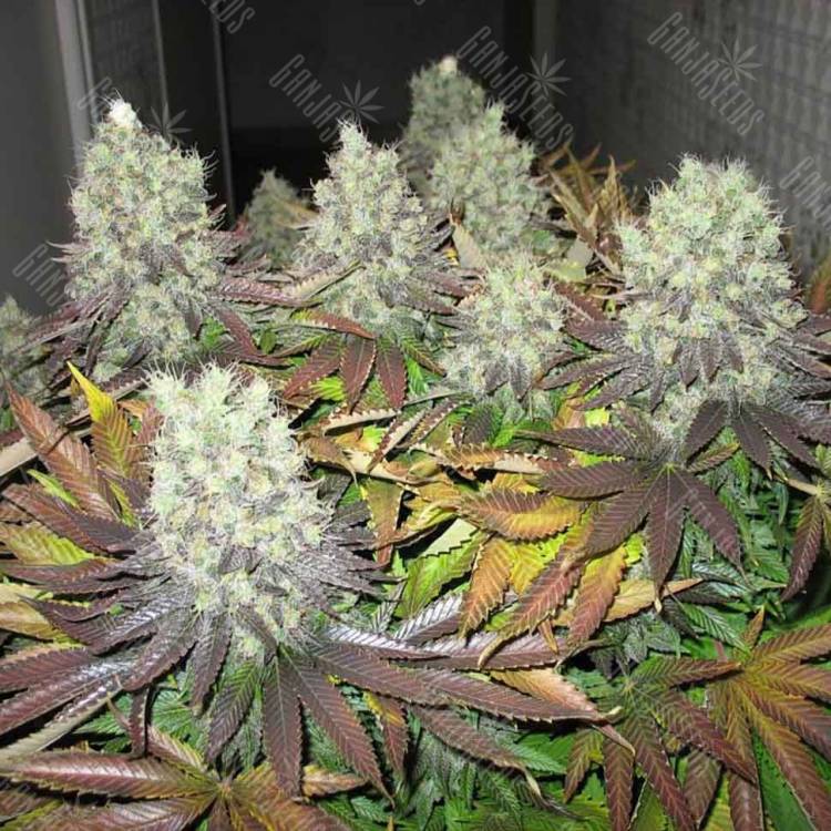 Auto Somango regular Ganja Seeds