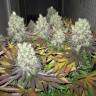 Auto Somango regular Ganja Seeds