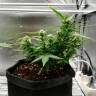 купить семена конопли Auto Somango regular