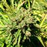 семена конопли Auto Somango regular
