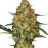 хорошие семена конопли Early Skunk x AK feminised