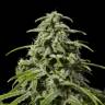 заказ семян конопли Спб Early Skunk x AK feminised