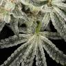 автоцветущие семена конопли Auto Snow Ryder regular