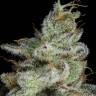 семена конопли интернет магазин Auto Snow Ryder regular