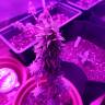 семена конопли интернет магазин Auto AK 49 feminised Ganja Seeds