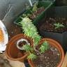 семена конопли в фирменной упаковке Auto AK 49 feminised Ganja Seeds