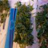семена конопли с доставкой Auto AK 49 feminised Ganja Seeds
