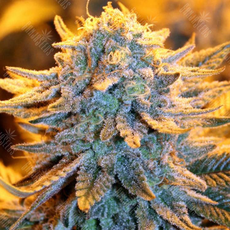заказ семян конопли Москва Blue feminised