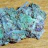 заказ семян конопли Спб Blue feminised