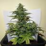 семена конопли для посадки купить Auto Buddha Red Dwarf feminised Buddha Seeds семена конопли для посадки купить Auto Buddha Red Dwarf feminised Buddha Seeds
