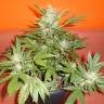 семена конопли курьером Auto Buddha Red Dwarf feminised Buddha Seeds семена конопли курьером Auto Buddha Red Dwarf feminised Buddha Seeds