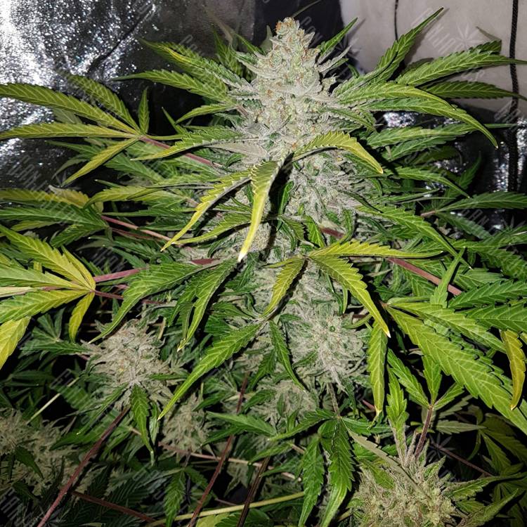 конопля семена сорта заказать Altay feminised Bang Seeds конопля семена сорта заказать Altay feminised Bang Seeds