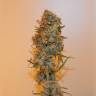 семена конопли в России Auto Chronic Ryder regular семена конопли в России Auto Chronic Ryder regular
