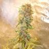 семена культурной конопли купить Auto Chronic Ryder regular семена культурной конопли купить Auto Chronic Ryder regular