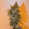 семена конопли индика Auto Chronic Ryder regular семена конопли индика Auto Chronic Ryder regular