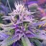 семена конопли для посадки купить Auto Tangerine Dream feminised Barneys Farm