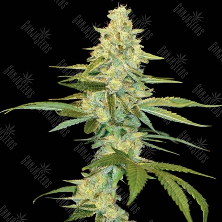 семена конопли в оригинальных упаковках Cannalope Kush feminised DNA Genetics
