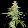 семена конопли в оригинальных упаковках Cannalope Kush feminised DNA Genetics