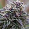 где можно заказать семена конопли Purple Maroc feminised Female Seeds