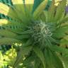 семена культурной конопли купить Gypsy Kush feminised Kannabia Seeds семена культурной конопли купить Gypsy Kush feminised Kannabia Seeds