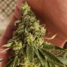семена конопли курьером Gypsy Kush feminised Kannabia Seeds семена конопли курьером Gypsy Kush feminised Kannabia Seeds