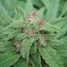 семена конопли Россия Serious 6 regular Serious Seeds