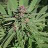 купить семена конопли Serious 6 regular Serious Seeds