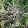 заказ семян конопли Москва Serious 6 regular Serious Seeds