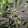 семена индийской конопли Serious 6 regular Serious Seeds