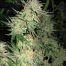 семена конопли дешево G13 Skunk feminised
